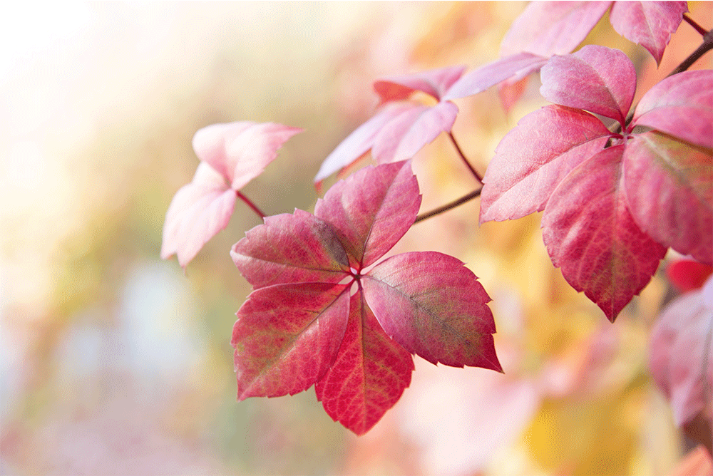 Vigne Rouge