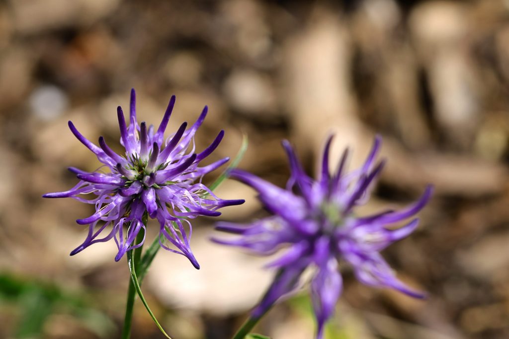 Harpagophytum : la griffe du diable