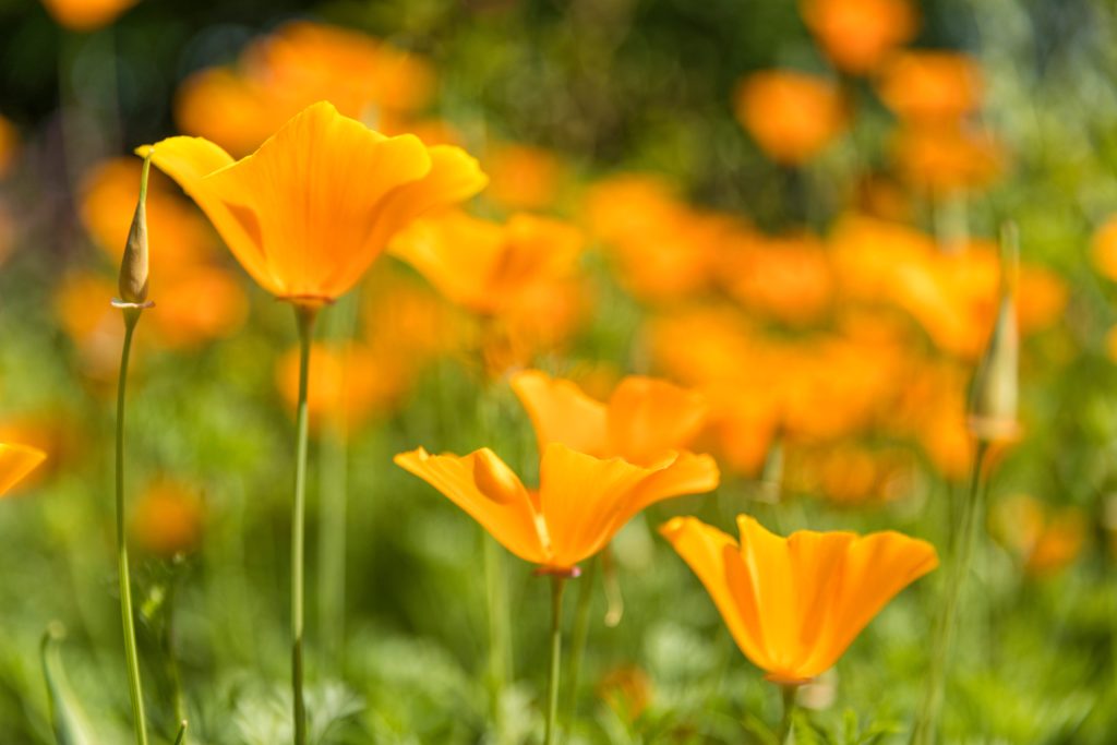 Plante eschscholzia