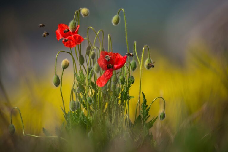 coquelicot