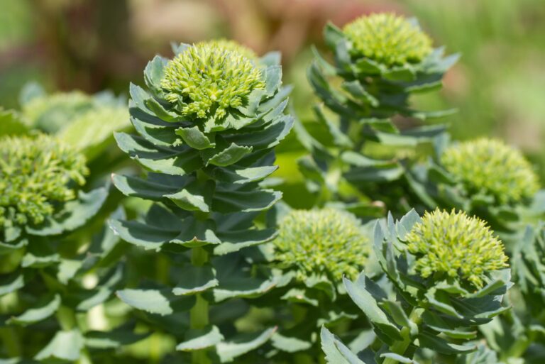 rhodiola